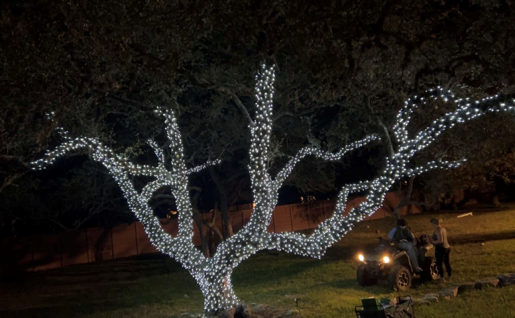 Giant oak with every limb wrapped in cool white mini lights