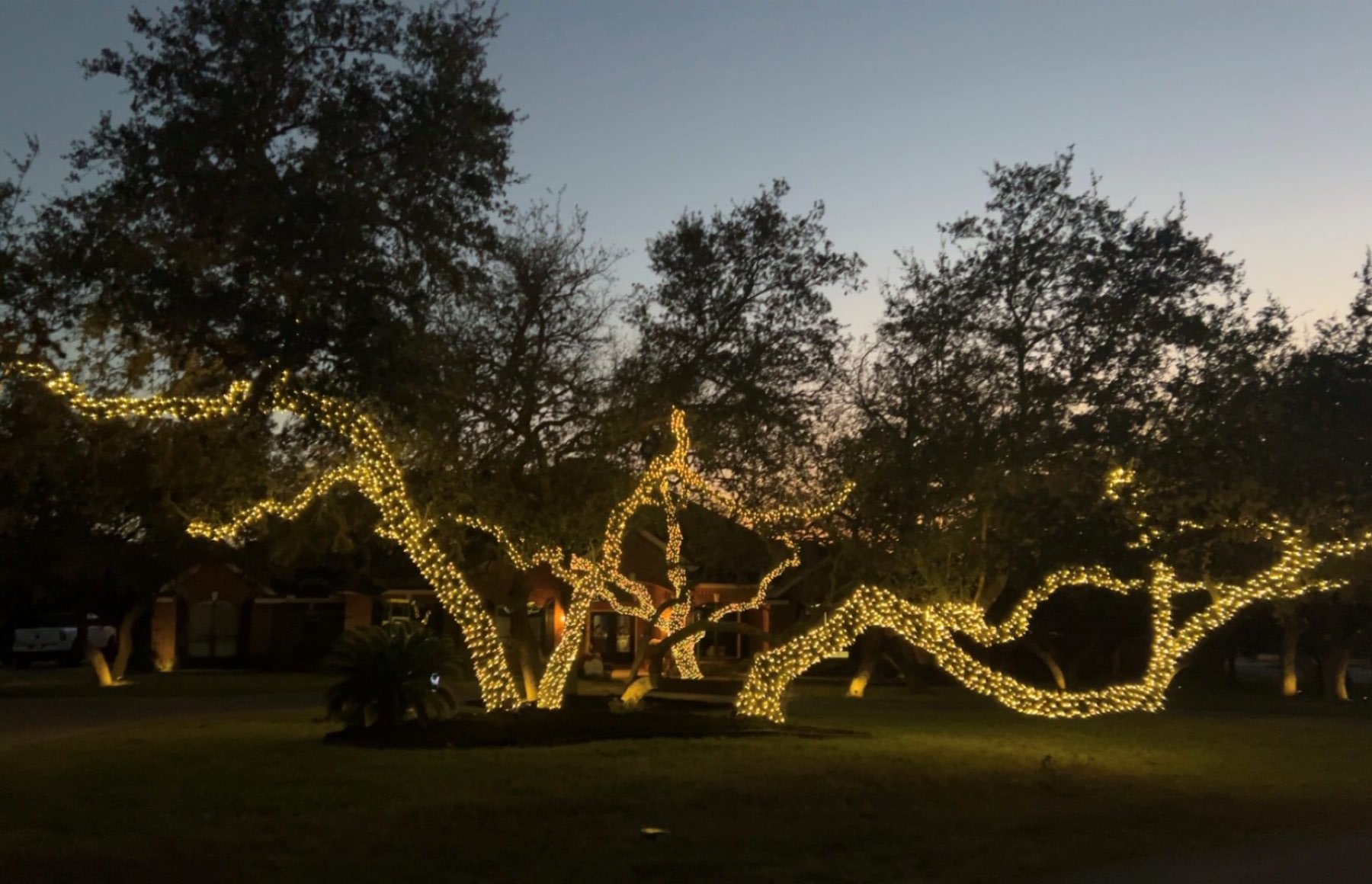 Sprawling live oaks with every trunk and limb wrapped tightly in warm white mini lights