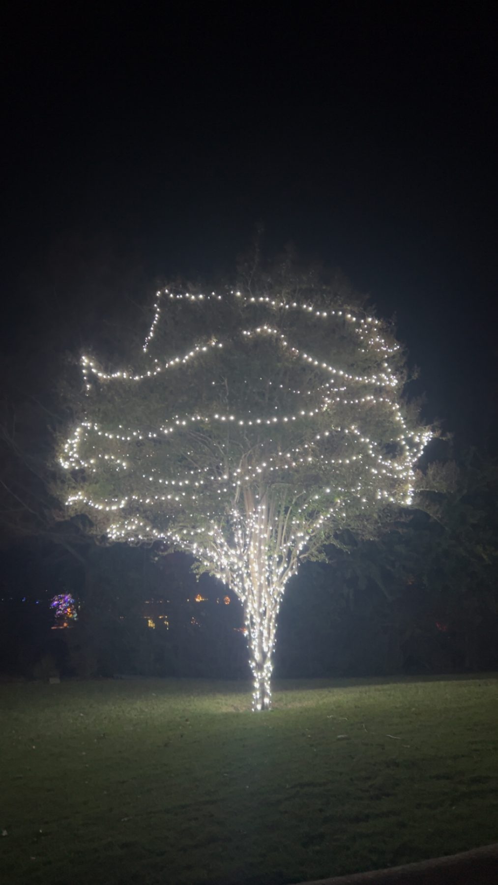 Crape myrtle tree wrapped from trunk to canopy in white lights